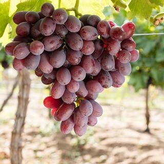 A red seedless fertile grape variety with a good shelf-life. Exported by Rainbow Export.