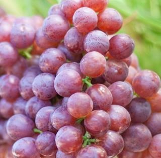 Flame Seedless is a Red Seedless Table Grape exported by Rainbow Export.
