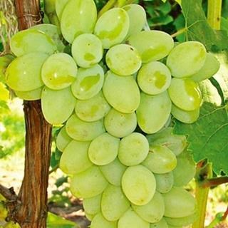 Thompson Seedless is a Green Seedless Table Grape exported by Rainbow Export.
