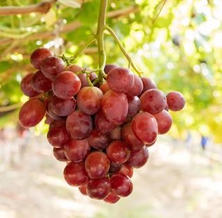 Arra Passion Fire is a Red Seedless Table Grape exported by Rainbow Export.