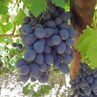 Barlinka is a Black Seeded Table Grape exported by Rainbow Export.