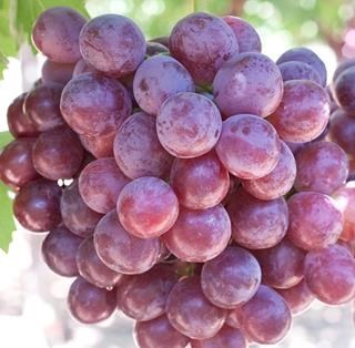 African Delight is a red seeded grape and more round, like a plum. This grape only grows in SA.