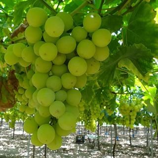 Sundance Seedless is a Green Seedless Table Grape exported by Rainbow Export to the world.