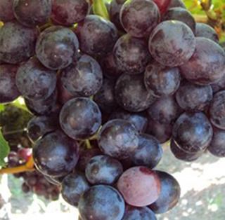 Scarlotta Seedless is a Red Seedless Table Grape exported by Rainbow Export.