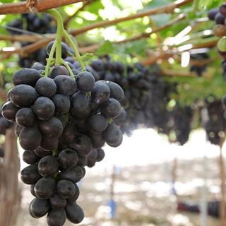 Melody is a Black Seedless Table Grape exported by Rainbow Export.