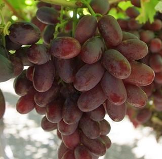 Crimson Seedless is a Red Seedless Table Grape exported by Rainbow Export.