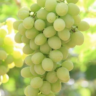 Prime is a Green Seedless Table Grape exported by Rainbow Export.
