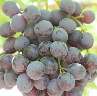 Evans Delight is a Red Seedless Table Grape exported by Rainbow Export.