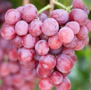 Starlight is a Red Seedless Table Grape exported by Rainbow Export.