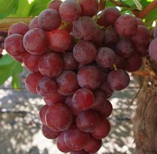 The Red Globe grape’s skin colour can range from light pink to dark red. Exported by Rainbow Export.