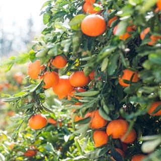 Citrus exports from South Africa | Rainbow Export