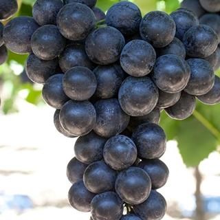 La Rochelle is a Black Seeded Table Grape exported by Rainbow Export.