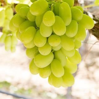 Arra Sweeties is a Green Seedless Table Grape exported by Rainbow Export.