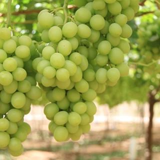 Ivory is a Green Seedless Table Grape exported by Rainbow Export.